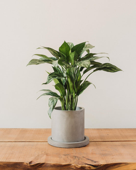 aglaonema popular Aglaonema Tigress, "Chinese Evergreen"