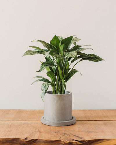 Aglaonema Tigress, "Chinese Evergreen"