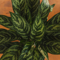 aglaonema tigress toxic Aglaonema Tigress, "Chinese Evergreen" – Glasswing