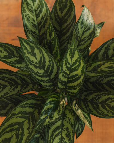 Aglaonema Tigress, "Chinese Evergreen"