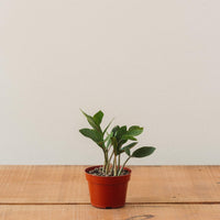 Zamioculcas Zamiifolia, "ZZ Plant"