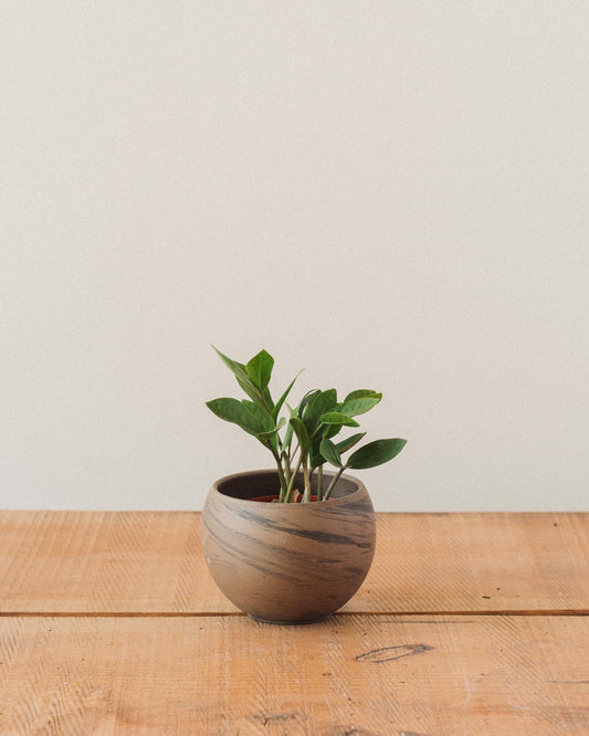 zz plant small Zamioculcas Zamiifolia, "ZZ Plant"