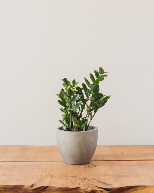 zz plantas Zamioculcas Zamiifolia, "ZZ Plant" – Glasswing