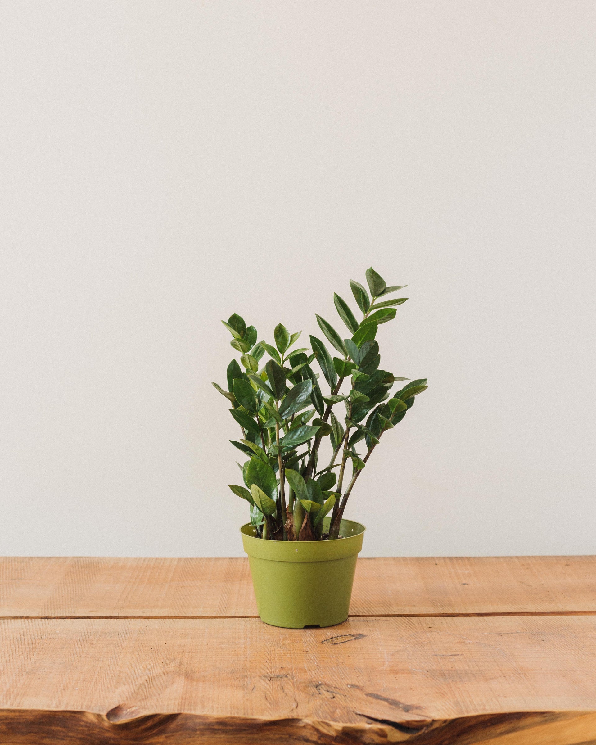 Zamioculcas Zamiifolia, "ZZ Plant"  Glasswing