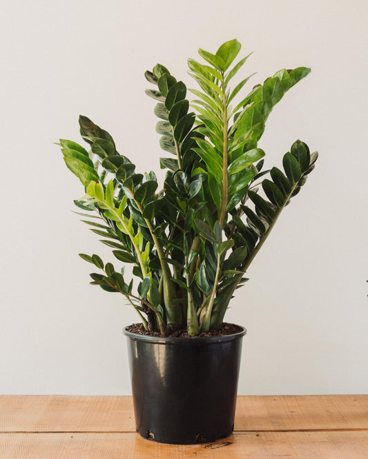 zz plant online Zamioculcas Zamiifolia, "ZZ Plant"