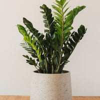 zz plant zamioculcas zamiifolia Zamioculcas Zamiifolia, "ZZ Plant" – Glasswing