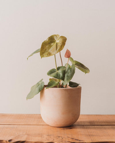 Lerato Terra Cotta Pot