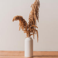 Amaranthus Bunch, Rust