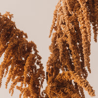 Amaranthus Bunch, Rust
