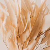 Eucalyptus Willow Bunch, Bleached