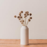 Scabiosa Pods Bunch, Dried