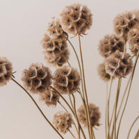 Scabiosa Pods Bunch, Dried