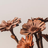 Protea Pods Bunch
