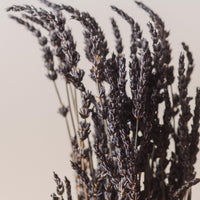 Lavender Bunch, Dried