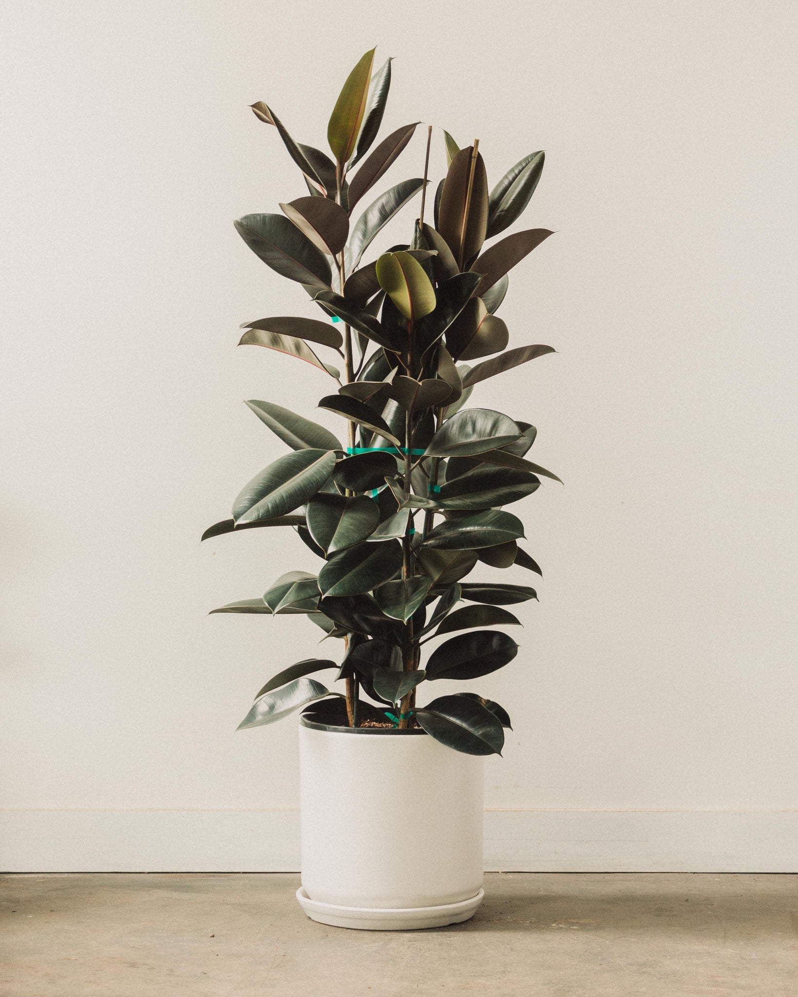 Indoor Plant Trellis – Ladder Garden Design – Plant Décor & Gift Shop –  Leaf & Node