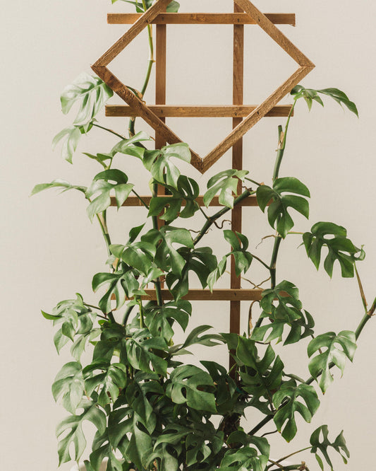 ginny monstera plant Rhaphidophora tetrasperma, "Monstera Ginny" – Glasswing