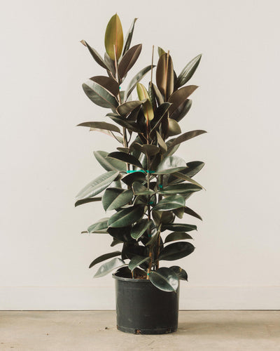 Ficus decora, "Rubber Plant" Burgundy