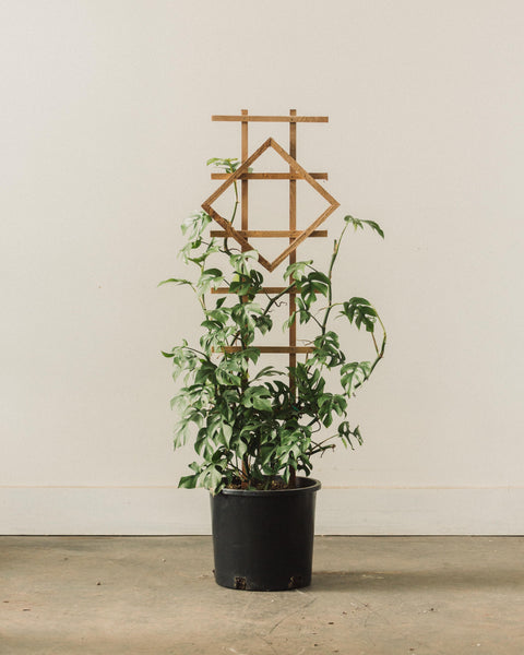 Rhaphidophora tetrasperma, "Monstera Ginny"  Glasswing