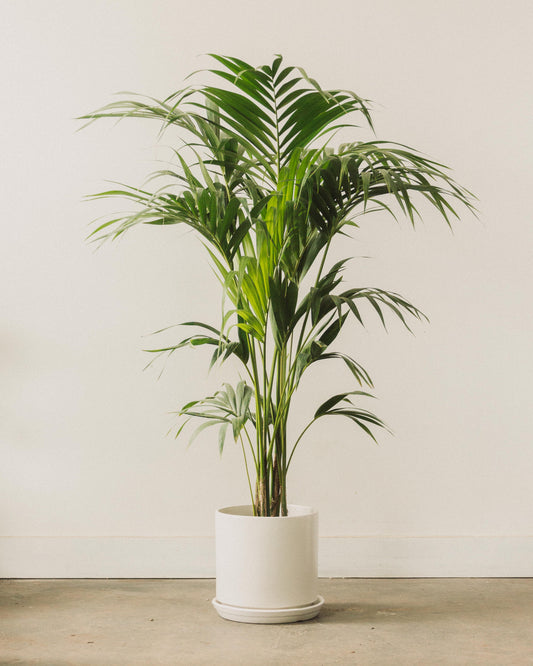 large palm leaf plant Howea forsteriana