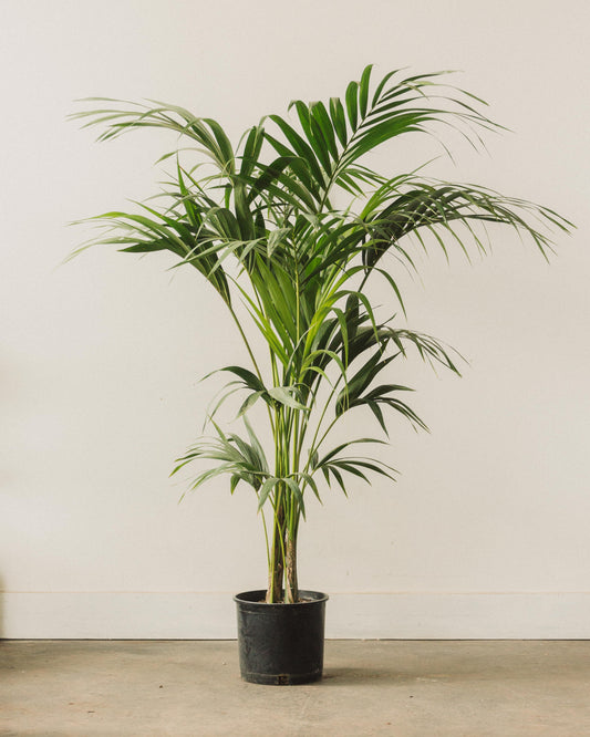 kentia palm indoor plant care Howea forsteriana, "Kentia Palm" – Glasswing