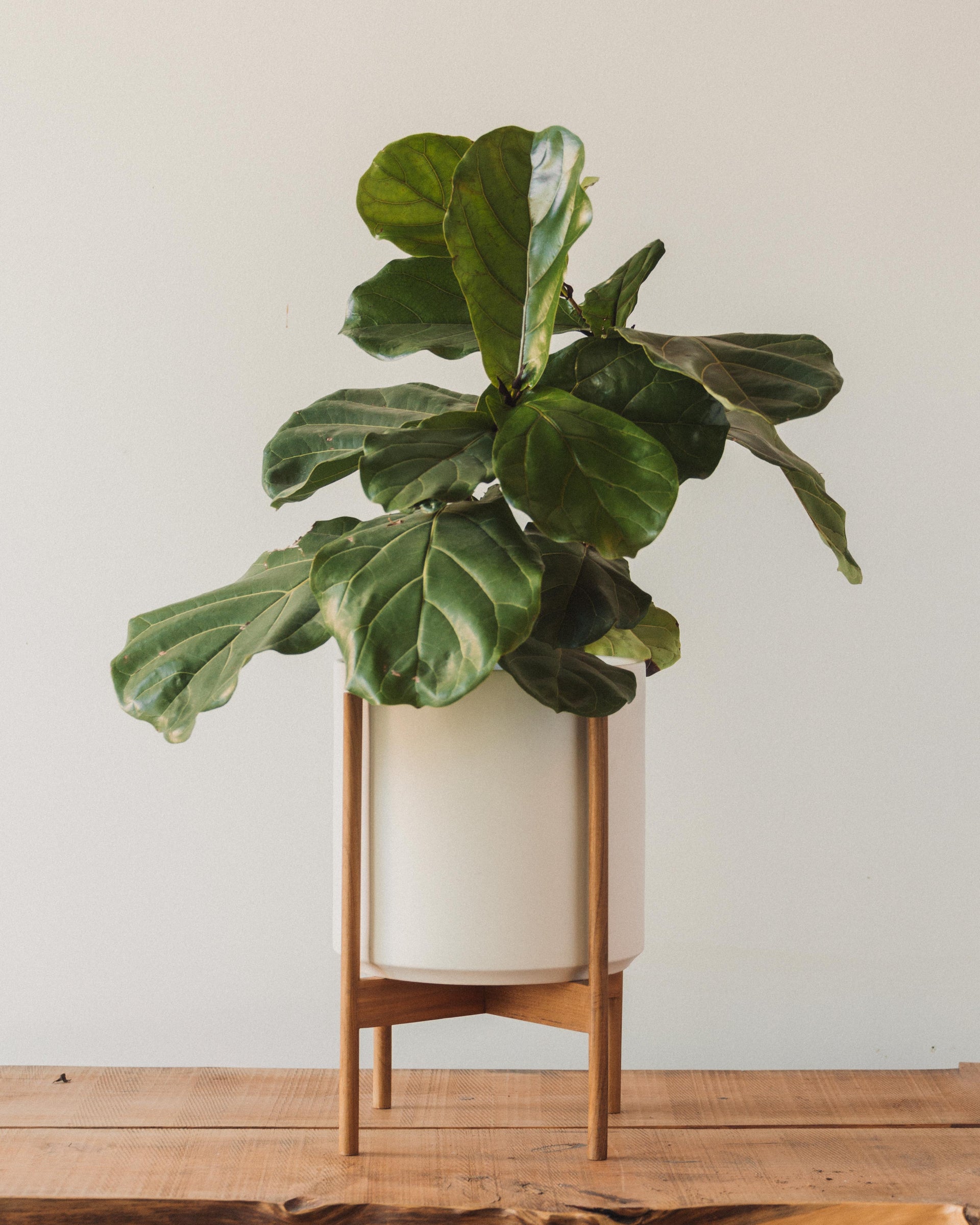 The Twelve Planter – Glasswing