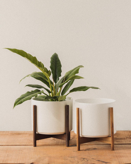 dark wood plant pot The Eight Planter – Glasswing