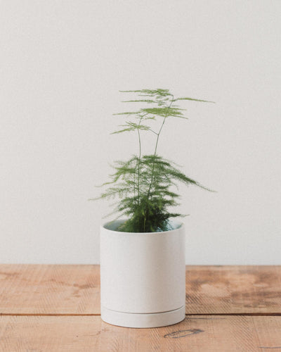 Asparagus setaceus 'Plumosa', "Asparagus Fern"