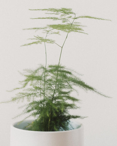 Asparagus setaceus 'Plumosa', "Asparagus Fern"