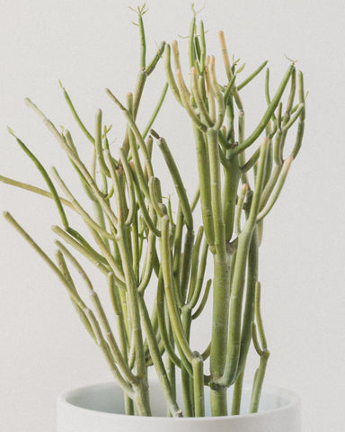 Euphorbia tirucalli, "Firestick Pencil Cactus"