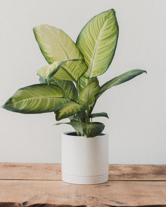 dieffenbachia camille size Dieffenbachia Camille, "Dumb Cane" – Glasswing