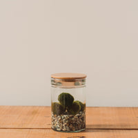 Marimo Water Terrarium