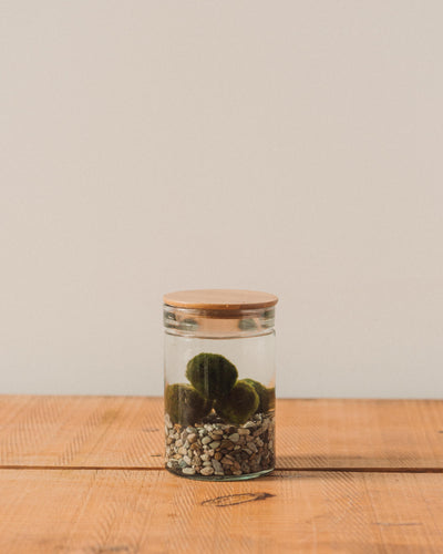 Marimo Water Terrarium