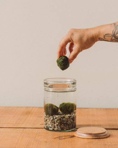 Marimo Water Terrarium