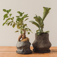 Jojo Corväiá Volcanic Planter with Saucer, V-0797