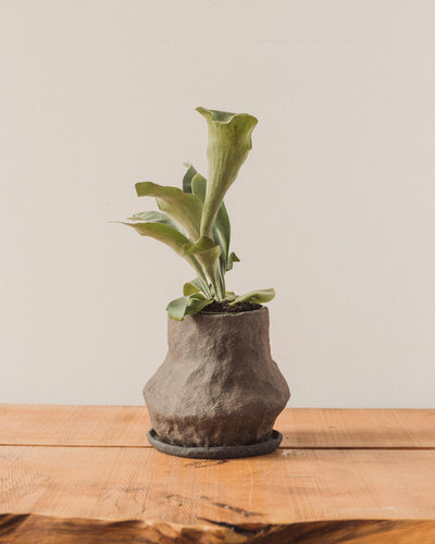 Jojo Corväiá Volcanic Planter with Saucer, V-0797