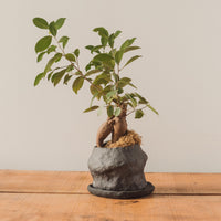 Jojo Corväiá Volcanic Planter with Saucer, V-0799