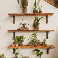 Plant Mounting Workshop