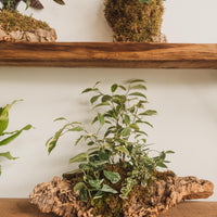 Plant Mounting Workshop