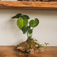 Plant Mounting Workshop