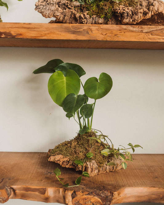 indoor plant workshop Plant Mounting Workshop