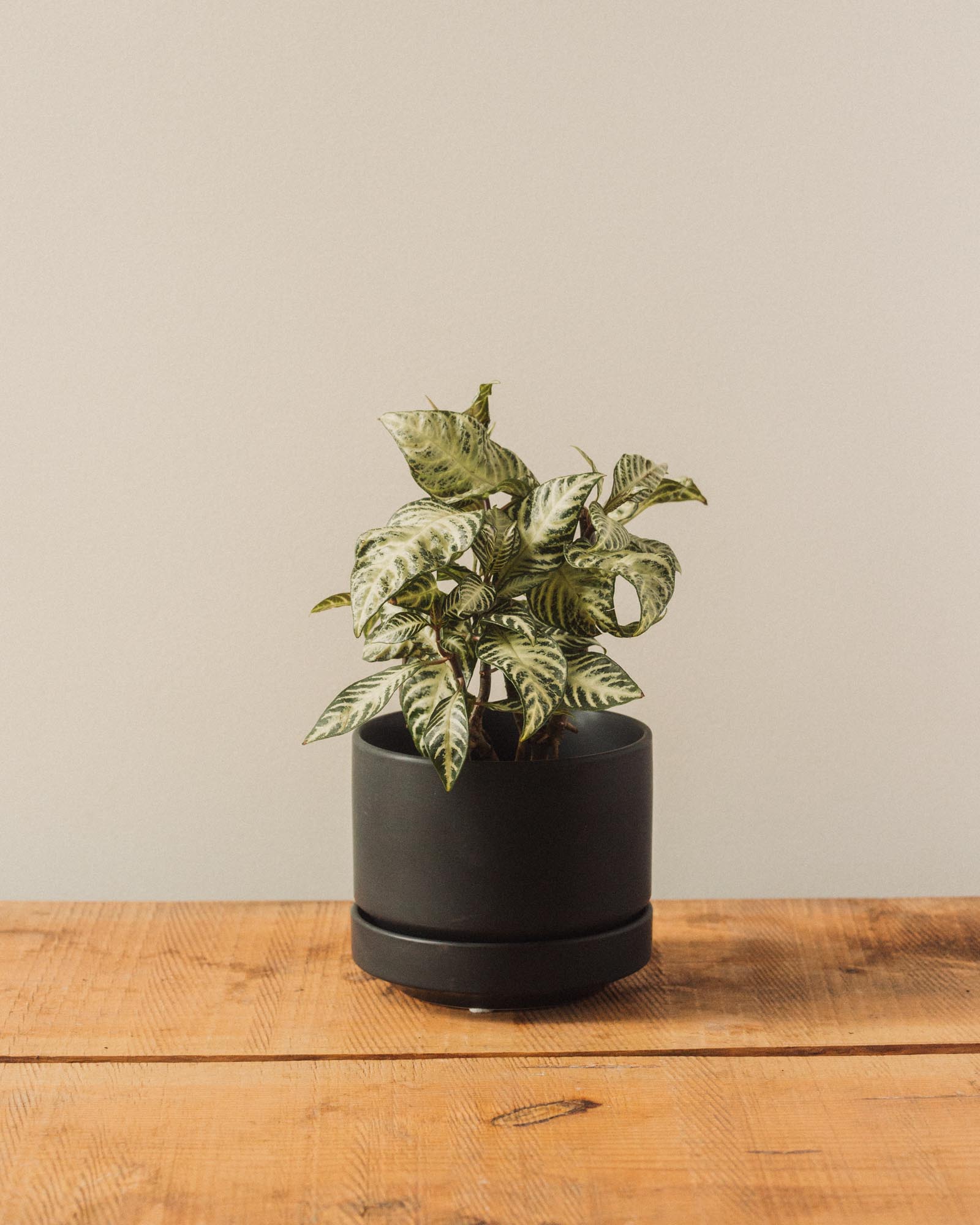 Round Two Pot, Black – Glasswing