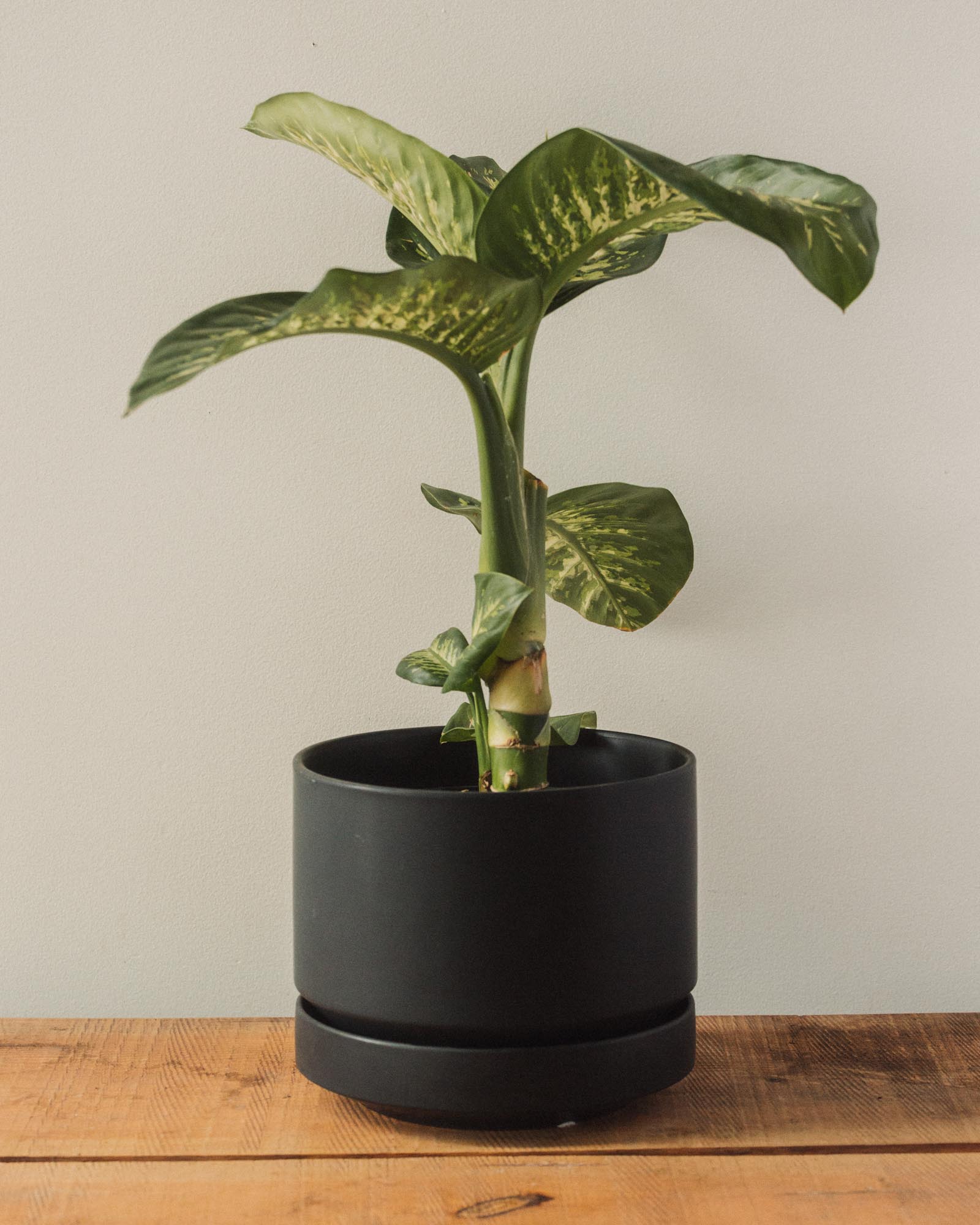 Round Two Pot, Black – Glasswing