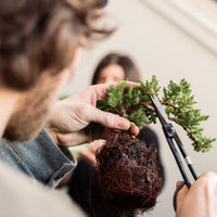 Intro to Bonsai Workshop