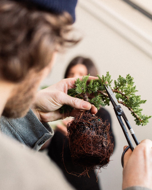 Intro to Bonsai Workshop