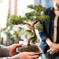 Intro to Bonsai Workshop