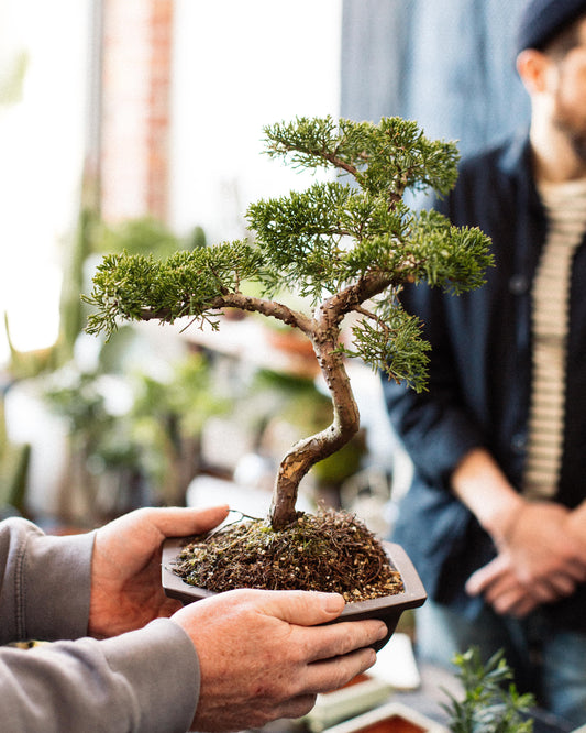 Intro to Bonsai Workshop