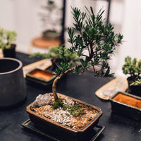 Intro to Bonsai Workshop