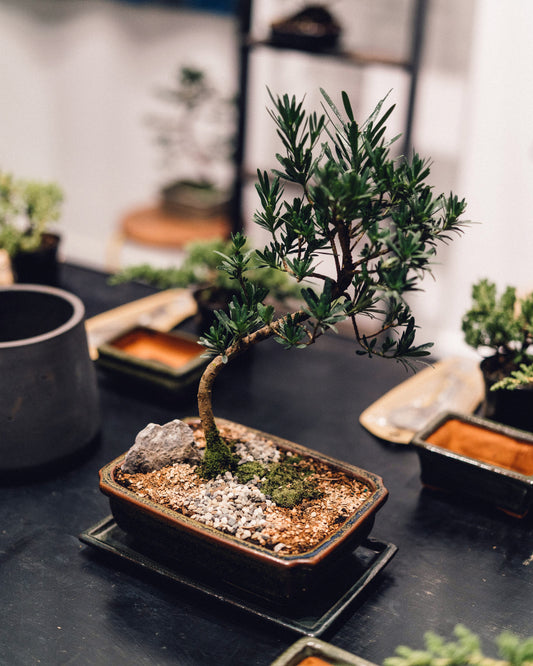 Intro to Bonsai Workshop