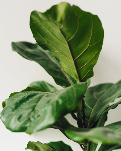 Ficus lyrata, "Fiddle Leaf Fig"