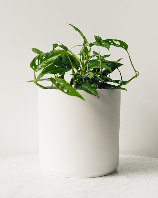 is swiss cheese plant a philodendron Philodendron adansonii, "Swiss Cheese Plant" – Glasswing